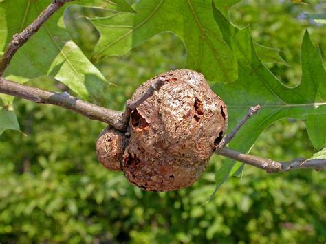 White Oak Diseases And Pests