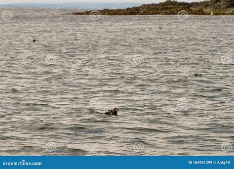 Birds in Farne Islands, UK stock image. Image of birds - 164961299