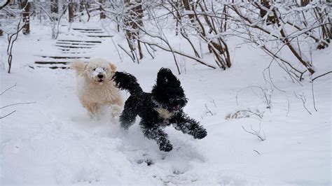 Can Dogs Be In Snow