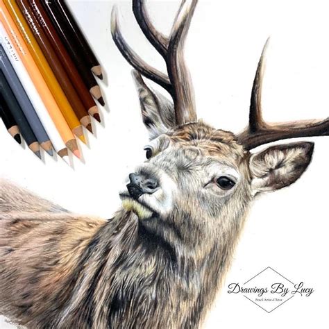 Realistic Deer Drawing 🦌 | Deer drawing, Colored pencil art projects, Colored pencil artwork