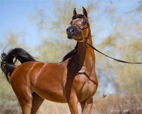 خيول عربية , ركوب الخيل متعه رائعه جدا - صباحيات