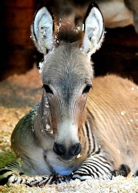 Zonkey born in Kenya after zebra mates with a donkey - Lonely Planet