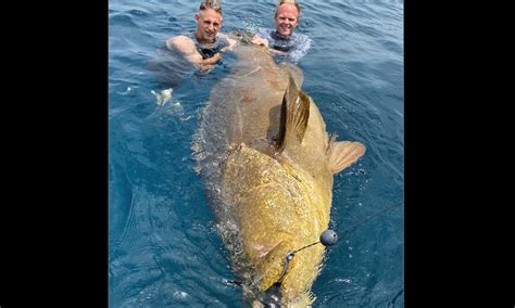 Massive grouper reeled in off Florida; ‘We caught a monster’