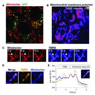 Live imaging of ATP and mitochondrial membrane potential demonstrates ...