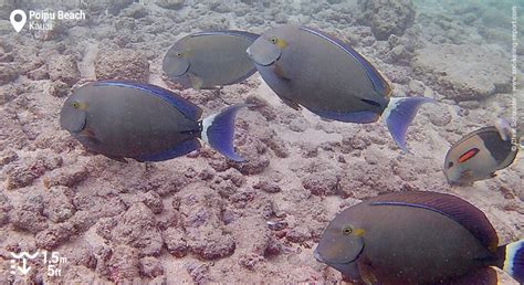 Snorkeling at Poipu Beach Park | Snorkeling in Kauai