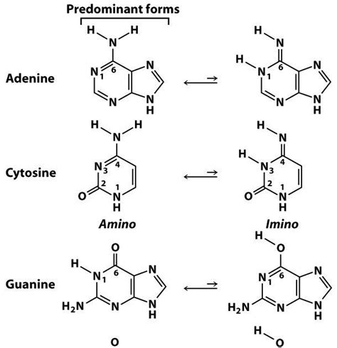 Sandwalk: Tautomers of Adenine, Cytosine, Guanine, and Thymine