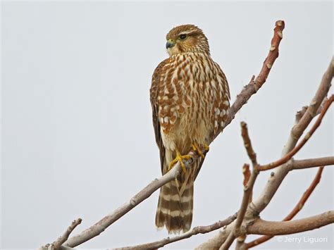 Merlin Fact Sheet – HawkWatch International