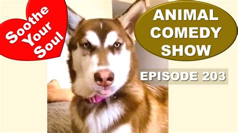 Animal Comedy Show 203 - YouTube