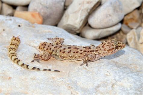 Il paradosso della coda delle lucertole - Focus.it