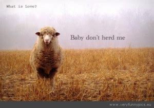 Funny Sheep Quotes. QuotesGram