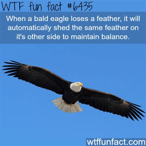 bald eagle wtf fun facts