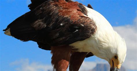 Free stock photo of birds of prey, eagle, fish eagle