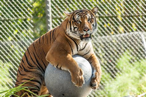 Jaya, a 3yo male Malayan Tiger, playing with his ball. | Jacksonville zoo, Malayan tiger, Zoo ...