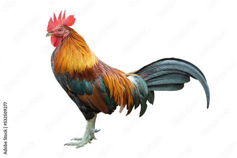 Gamecock rooster isolated Stock Photo | Adobe Stock