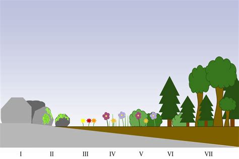 Primary Succession Definition and Examples