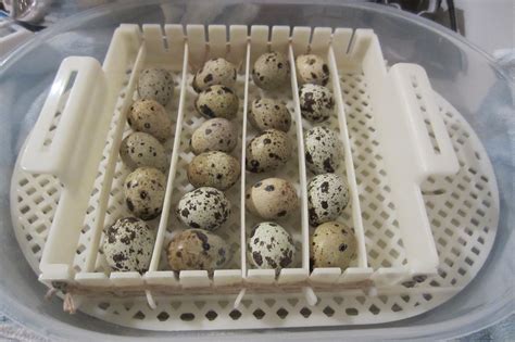 Quail incubator with eggs | Sunny