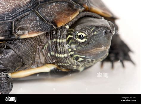 Close up of a turtle with its head and neck mostly hidden Stock Photo - Alamy