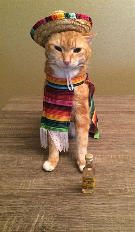 My cousin dressed her cat up for cinco de mayo : r/aww