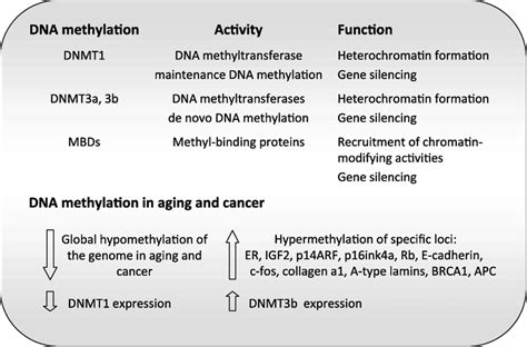 DNA methylation in aging and cancer. The different proteins playing a ...