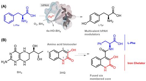 Modulation of Human Phenylalanine Hydroxylase by 3-Hydroxyquinolin-2(1H)-One Derivatives