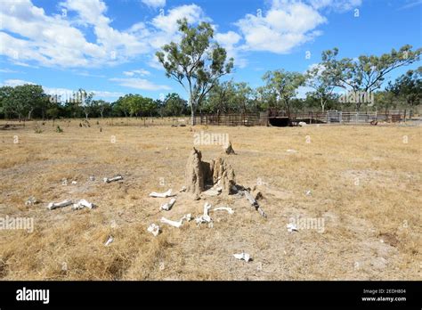 Animal bones scattered around a termite mound at the old cattle yard, Lorella Springs Wilderness ...