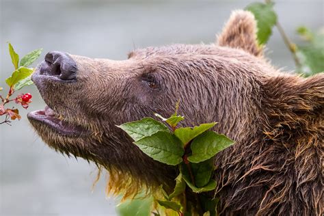 Grizzly Bear Stewardship - Taku Conservancy