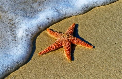 The Starfish Story And What It Can Teach Us About Life – Salvina's ...