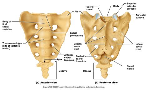 sacral anatomy landmarks | Anatomy Lab Practical 1 | Anatomy bones ...