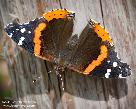 Red Admiral Butterfly - Laura Meyers Photography