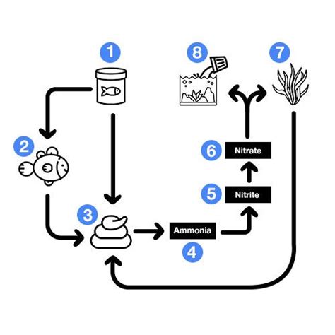 The complete aquarium nitrogen cycle flowchart diagram | Nitrogen cycle ...