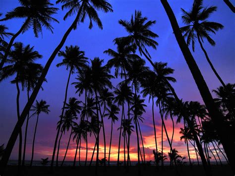 Palm Trees wallpaper | 1600x1200 | #75556