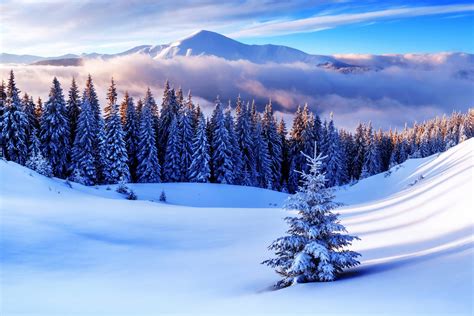 Download Cloud Snow Tree Forest Mountain Nature Winter 4k Ultra HD Wallpaper