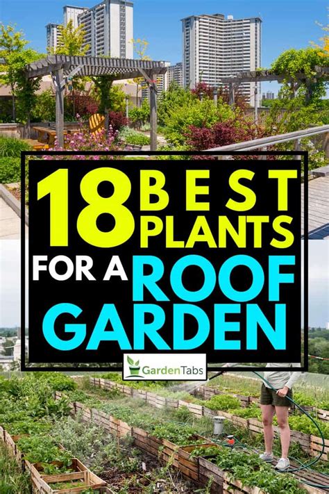 17 Best Plants For A Roof Garden