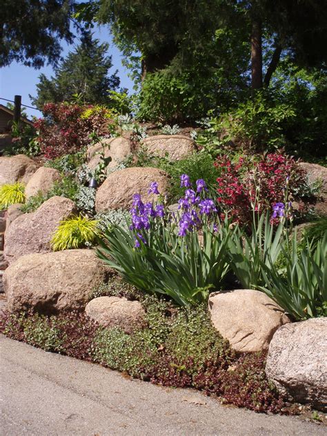 Retain a steep slope using boulder cropping, then secure the space in between with some showy s ...