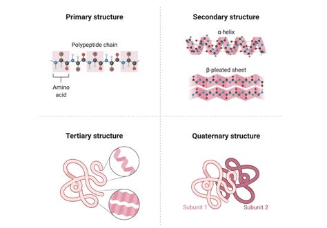 Protein Structure and How to Study It - Rapid Novor