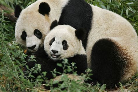 Giant Pandas at Washington DC's National Zoo