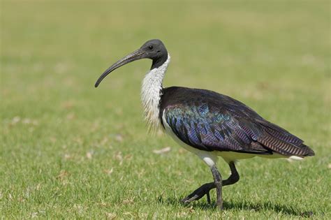 Straw-necked ibis | New Zealand Birds Online