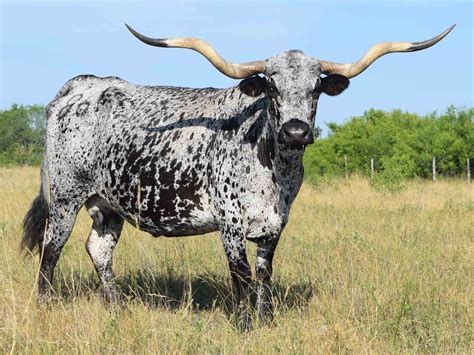 Rocking O Longhorns - texas longhorn cattle for sale Austin, Texas Longhorn cattle, bulls ...