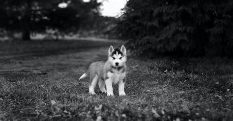 5 Amazing Tips For Training A Husky Puppy - puppieslove.net