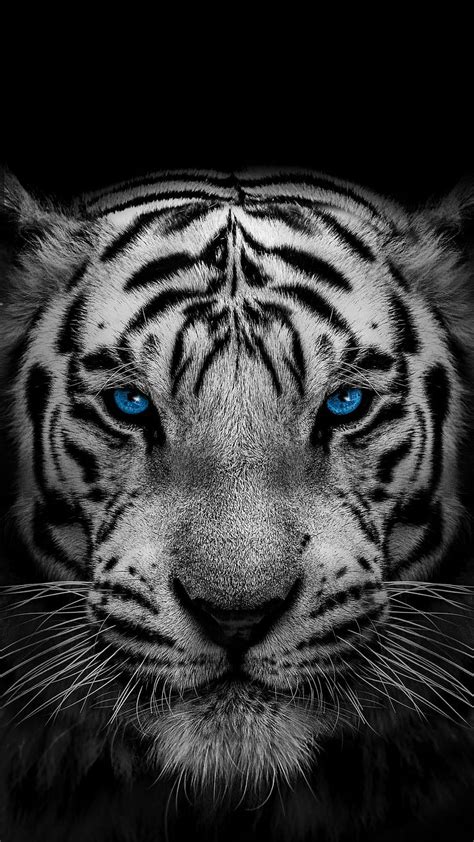 White tiger, eye, head, blue-eyes, animal, wild HD phone wallpaper | Pxfuel