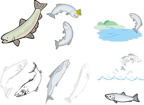 Salmon Fish vector. Free download. | Creazilla