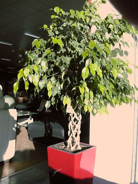 Ficus Care