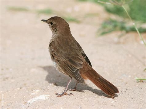 Common Nightingale | KuwaitBirds.org