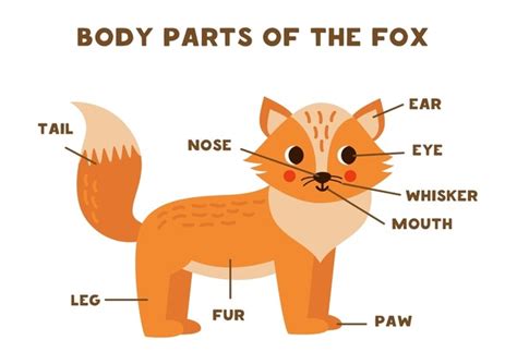 Anatomy Fox: Over 84 Royalty-Free Licensable Stock Vectors & Vector Art ...