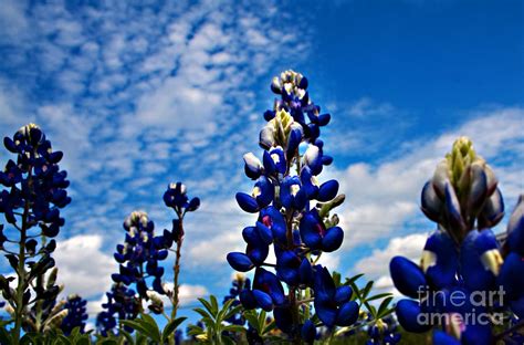 Texas Bluebonnets Photograph by Debbie Evans - Pixels