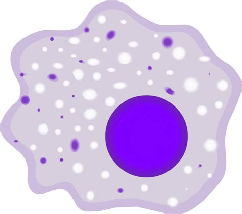 Macrophage Cell Structure