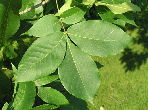 Native Trees of Indiana River Walk