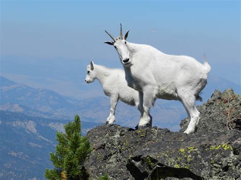 Mountain goats on Sepulcher Mountain | Nanny mountain goat w… | Flickr