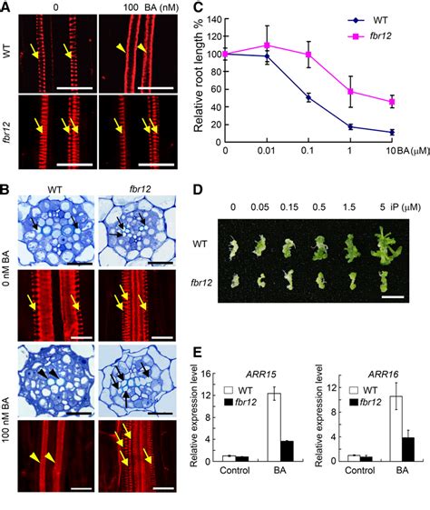 Figure 3 from The Arabidopsis Eukaryotic Translation Initiation Factor ...