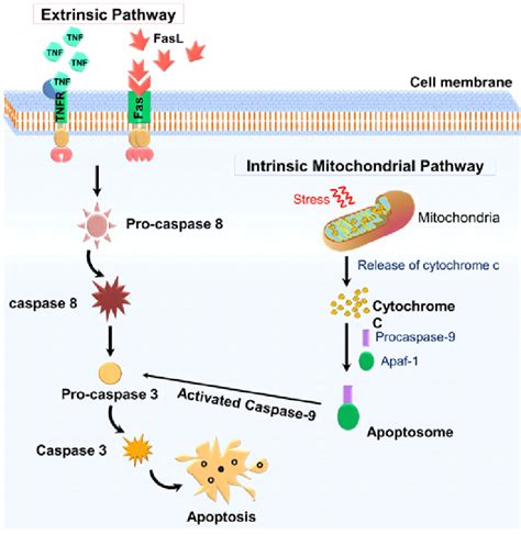 Intrinsic Apoptosis Pathway